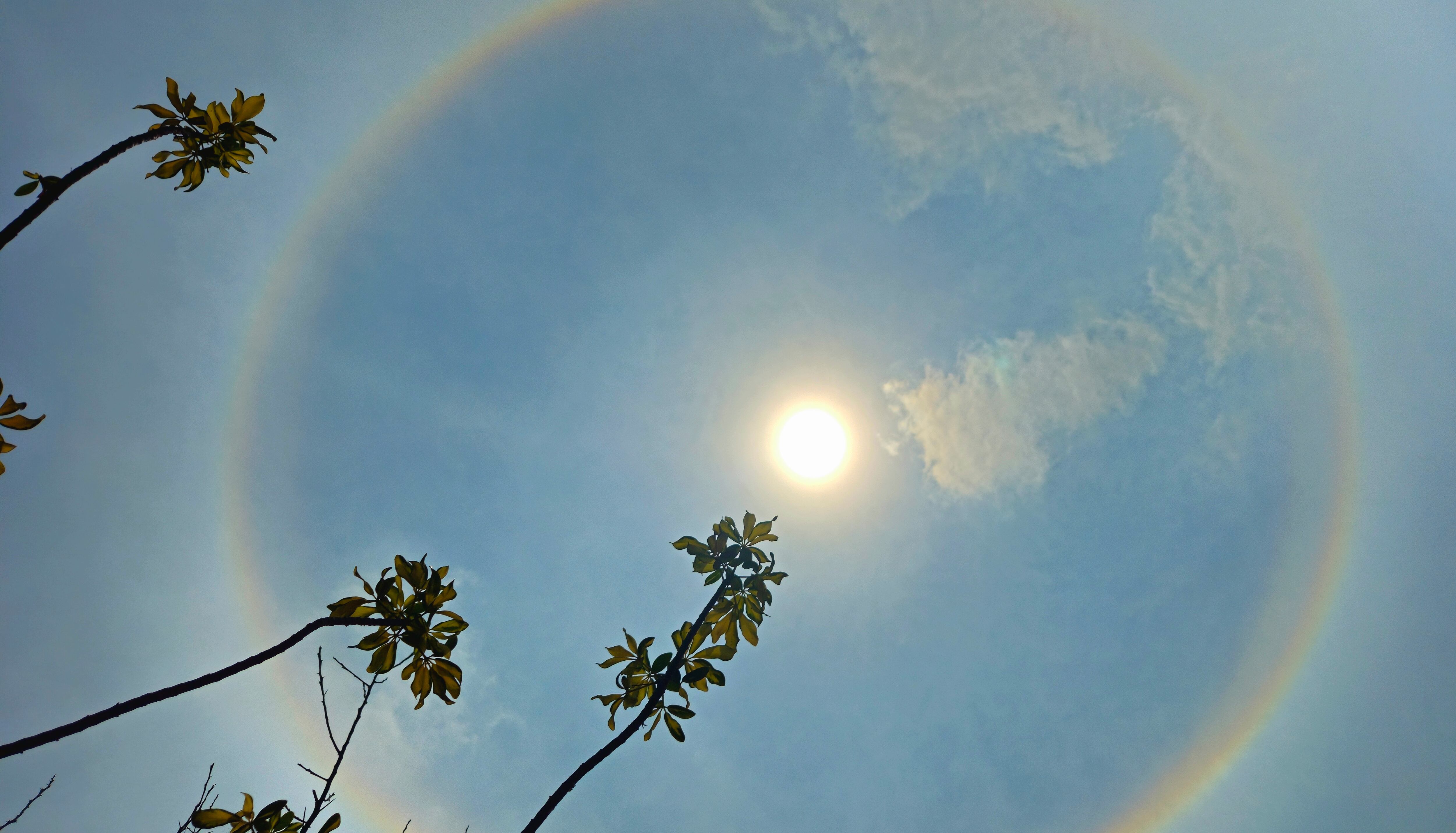 Halo solar
Este fenómeno atmosférico se produce cuando la luz del sol atraviesa diminutos cristales de hielo que se encuentran suspendidos en la parte alta de la atmósfera de la Tierra, lo que produce que la luz solar se disperse de una manera peculiar y de lugar a la formación de un aro de colores (similar a un arco iris) .