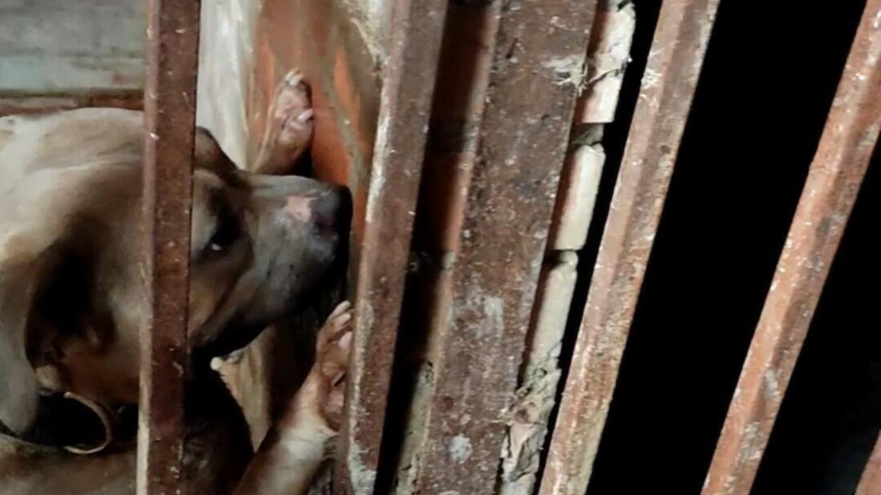 Policía rescata a animales en estado de desnutrición y abandono