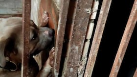 Policía rescata a animales en estado de desnutrición y abandono