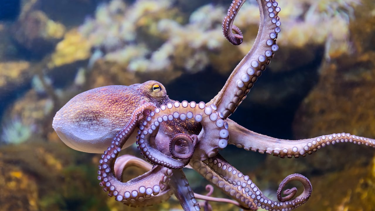 Pulpo en el océano