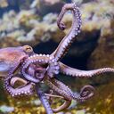 Pulpo en el océano.