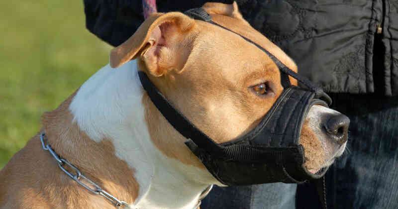 Los familiares del niño atacado buscan que el perro sea sacrificado.