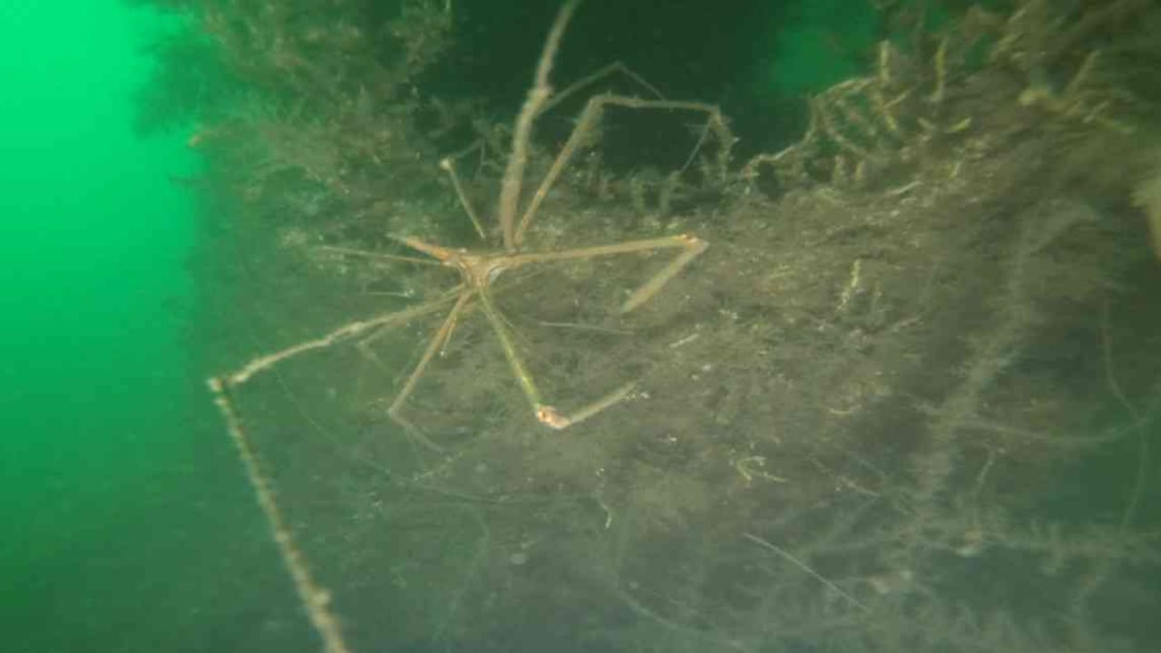 En los arrecifes artificiales ubicados cerca a Santa Marta habitan 36 especies de macroinvertebrados como cangrejos, camarones y estrellas de mar. Foto: Ecopetrol.