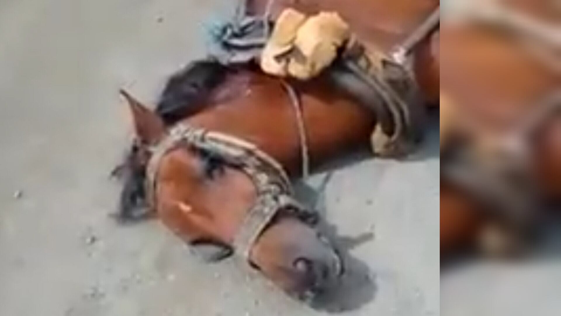 En el hecho se empleó un arma de fuego