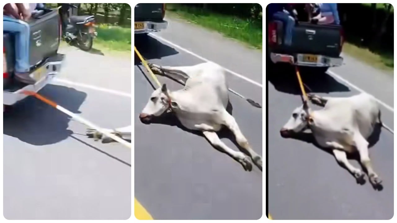 Robo de animales tras accidente vial en el departamento del Vale de Cauca.