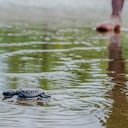 El proyecto de conservación de tortugas en el corregimiento de El Valle ha involucrado a las comunidades locales.