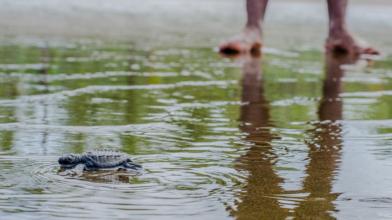 El proyecto de conservación de tortugas en el corregimiento de El Valle ha involucrado a las comunidades locales.