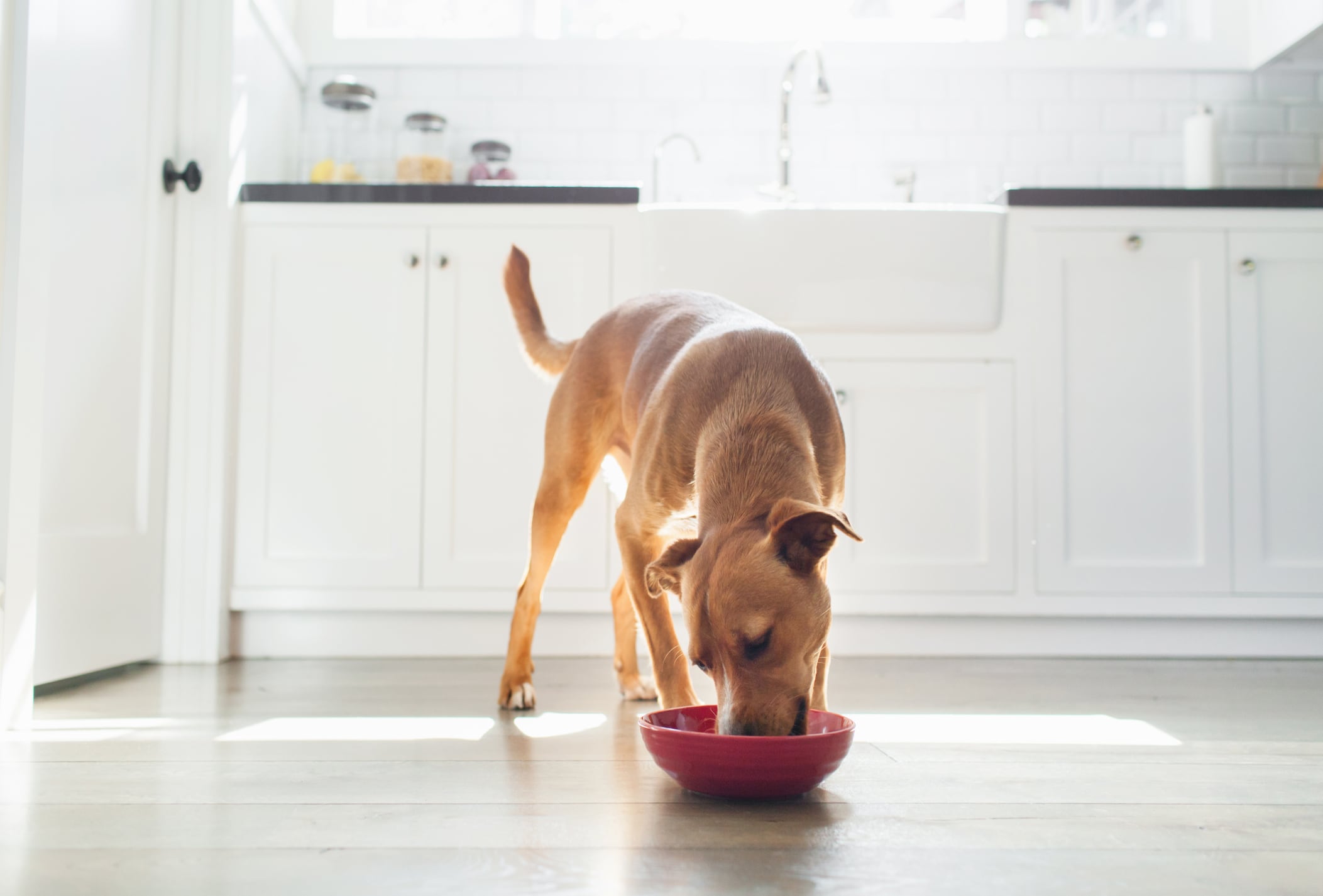 Perro comiendo