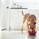 Perro comiendo