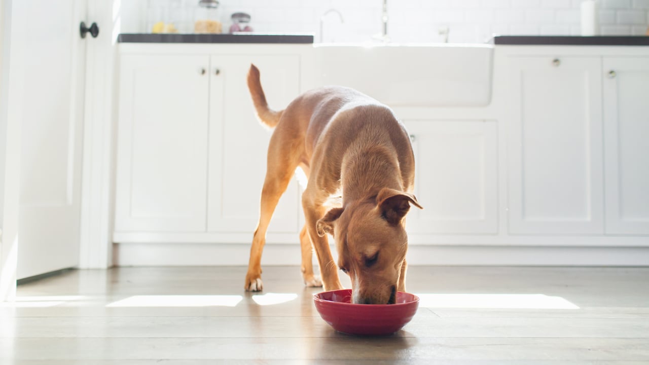 Los perros deben obtener los nutrientes que requieren para evitar padecimientos de salud.