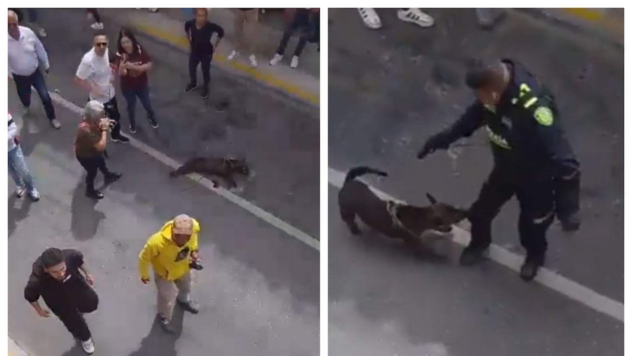 Perro muerto a manos de un policía en Rionegro, Antioquia.