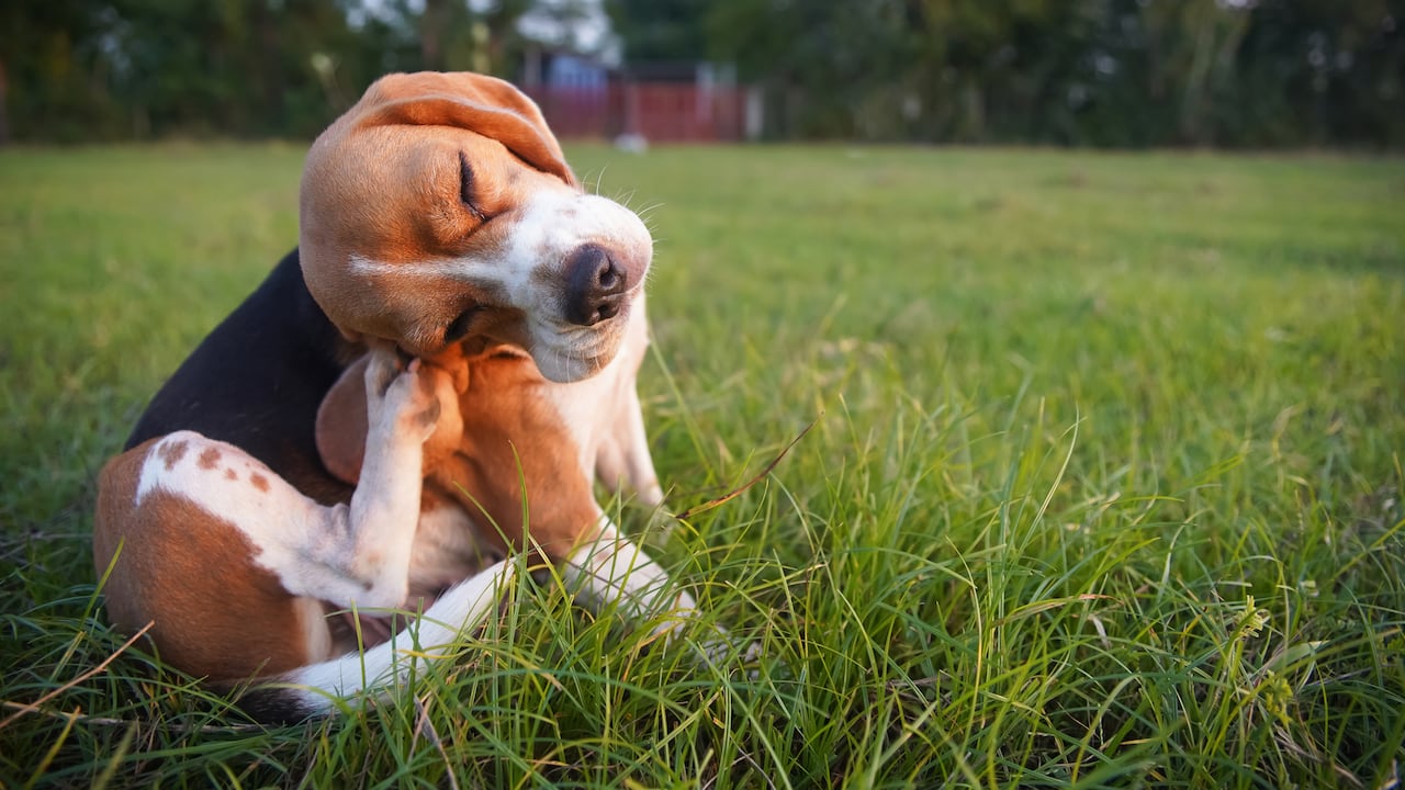 Algunos alimentos pueden generar alergias en perros y gatos.