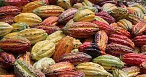 Vainas de cacao. Foto: Satellite Applications Catapult.