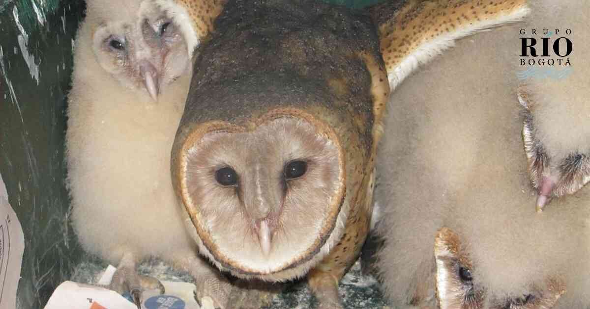 Esta ave se caracteriza por tener un rostro blanco y en forma de corazón.