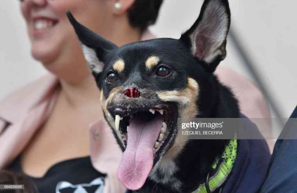 De este lado del mundo, Costa Rica se lleva el reconocimiento por tomarse en serio la protección animal. La ley 7451 de Bienestar Animal fue tramitada en el legislativo por iniciativa popular. Duke, un perrito que sufrió un ataque con machete que le causó la pérdida parcial del hocico, incidió en su aprobación al convertirse en símbolo de la causa animal. Esta se centra en los animales domésticos y establece penas de hasta tres años para quienes maltraten a los animales. Aunque ya Costa Rica había avanzado en esta materia, pues desde antes estaban prohibidos los zoológicos y la caza deportiva. La ley prohíbe además las peleas de gallos e igualmente sanciona el abandono de un animal doméstico. Eso sí, exime las actividades pesqueras, acuícolas, agropecuarias, zootécnicas, ganaderas, veterinarias, de control y la eutanasia. Foto: Duke el perro héroico, de Getty Images colección AFP.