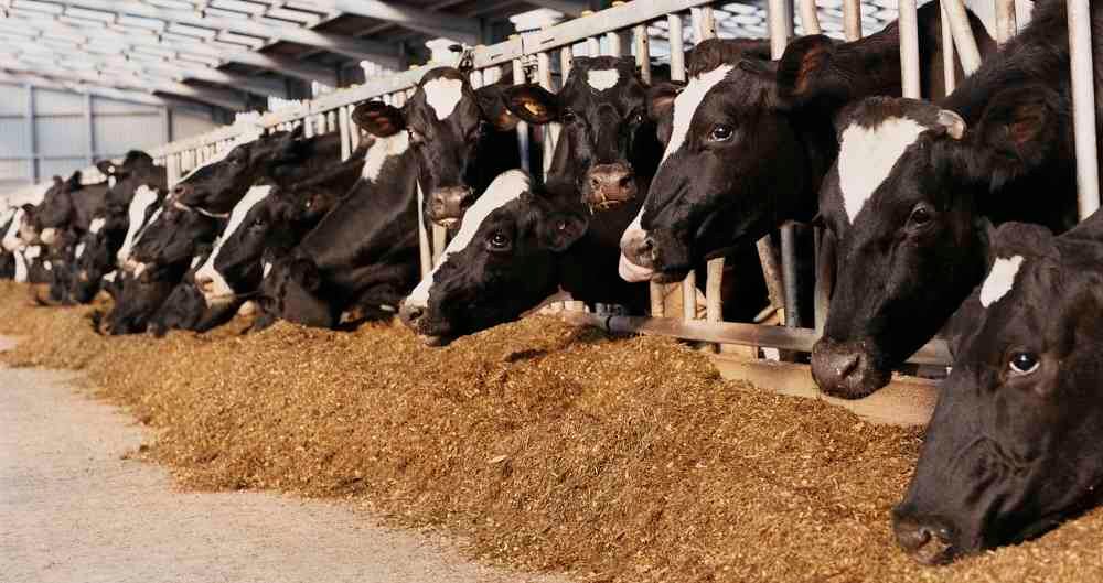 La senadora Andrea Padilla denunció que los animales que son exportado en estos buques enfrentan difíciles condiciones