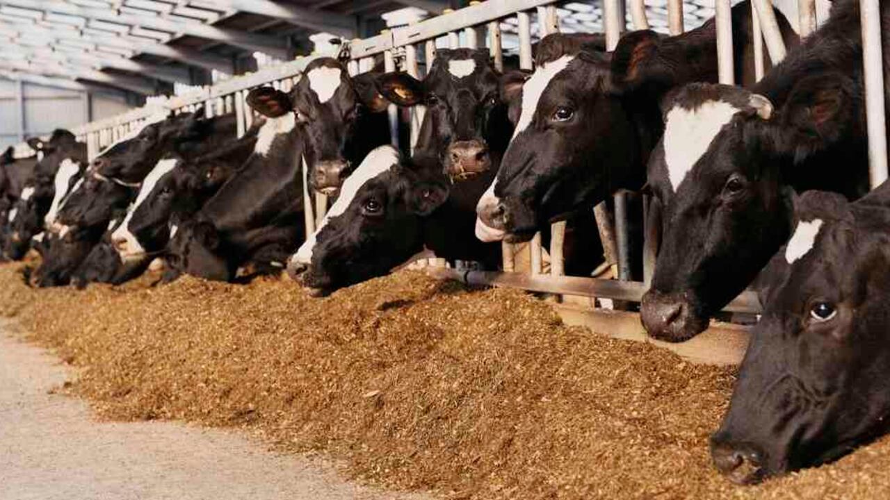 Rodolfo Zea anunció que el sector lácteo recibirá $4.000 millones para incentivo a la exportación.