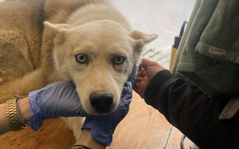 Maltrato animal Bogotá