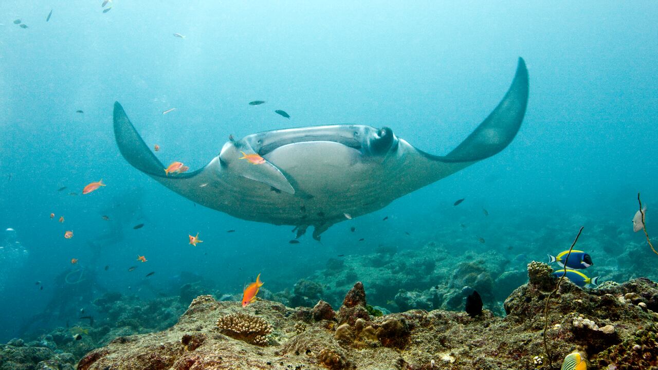 Scuba diving with manta ray (Manta Birostris), Indian Ocean, Maldives.