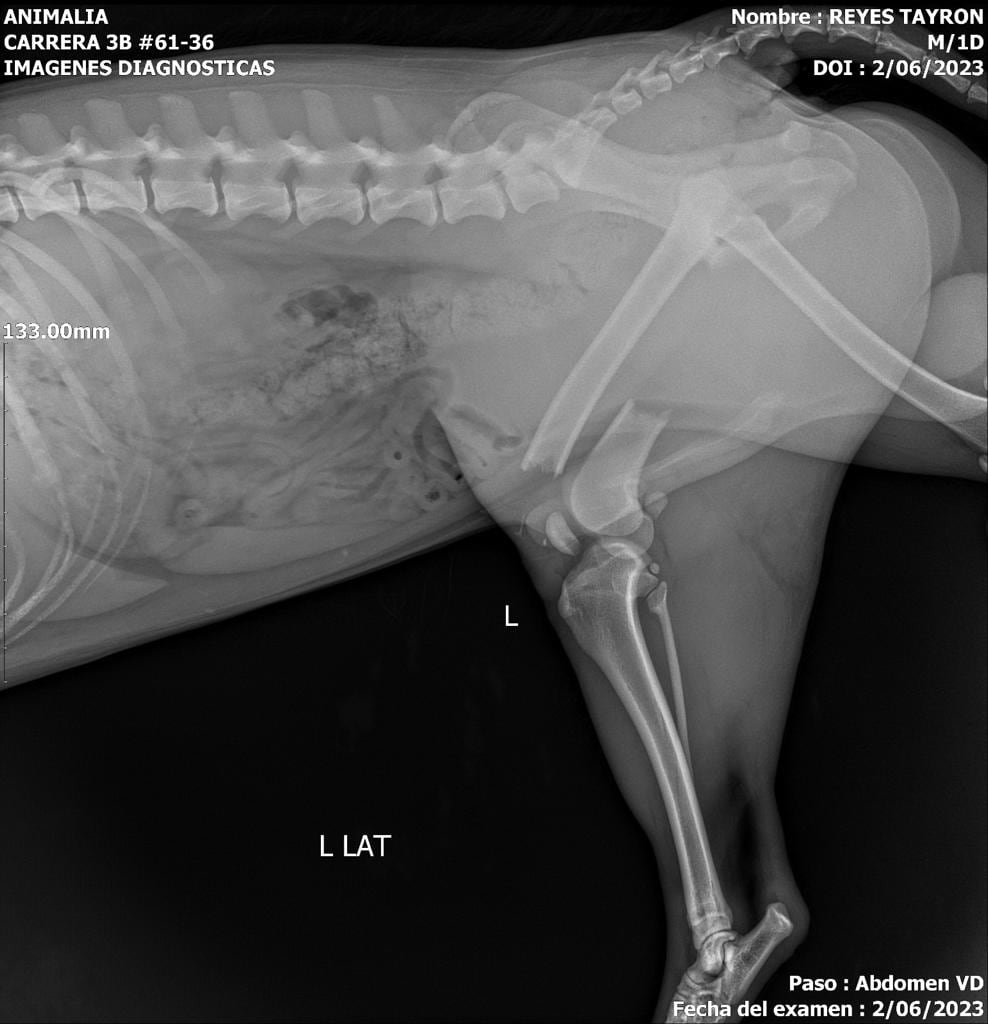 Tayron se cayó de un tercer piso y se fracturó sus patas