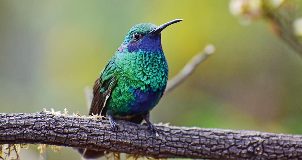 La biodiversidad que tiene Colombia es uno de los grandes atractivos.