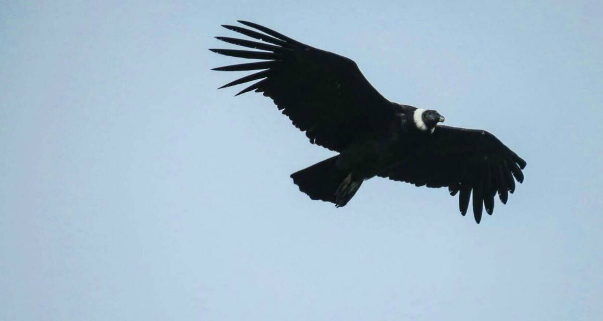 El cóndor de los Andes es una especie exclusiva de Suramérica. Foto: Fundación Neotropical