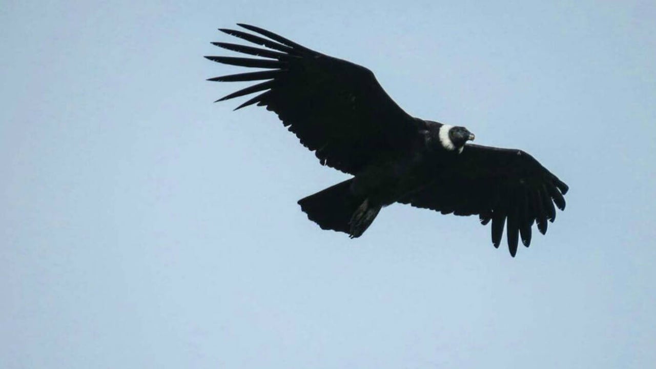 Foto: Fundación Neotropical