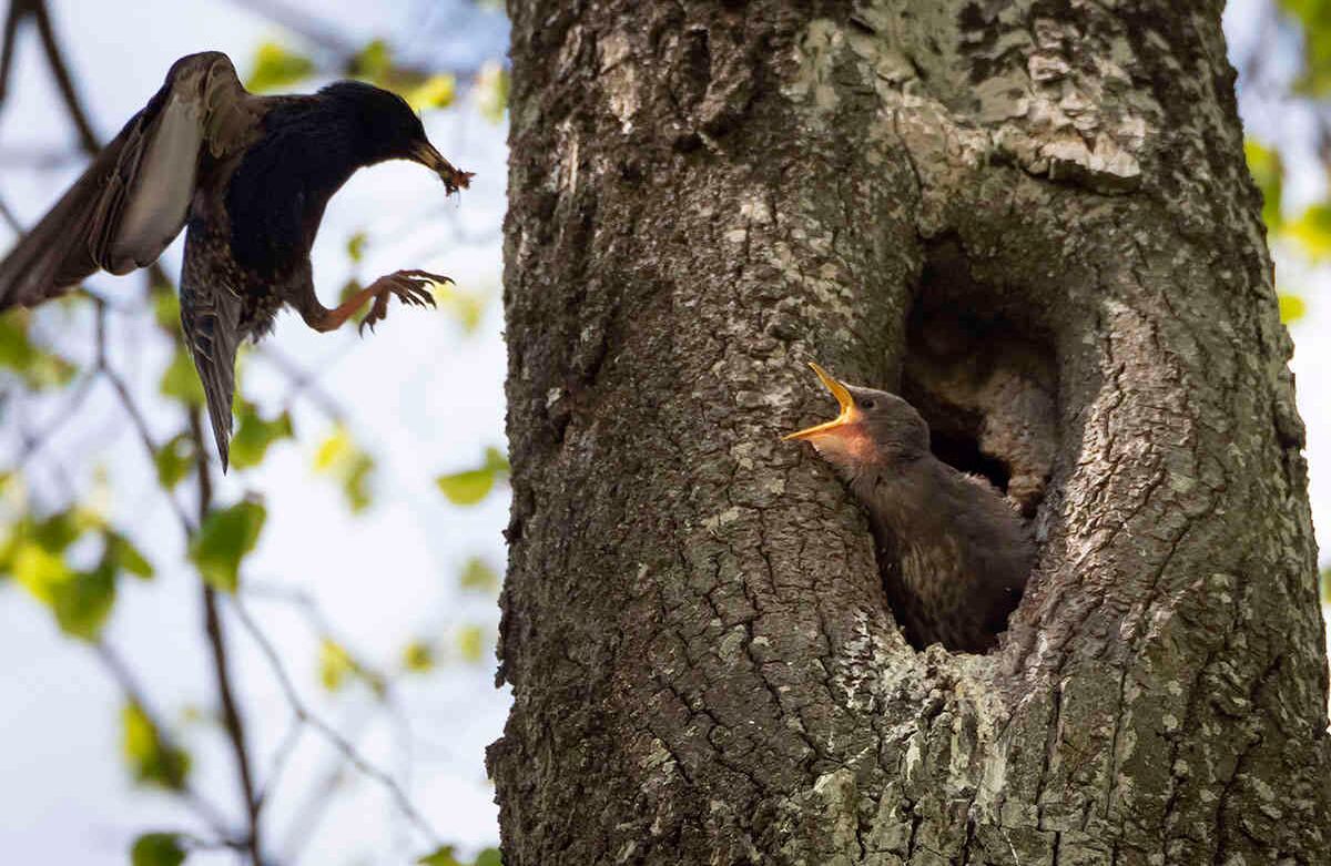 Un estornino alimenta su nido, en el pueblo de Putilovo, a unos 60 kilómetros al este de San Petersburgo, Rusia, el 2 de junio. Foto: Dmitri Lovetsky/ AP