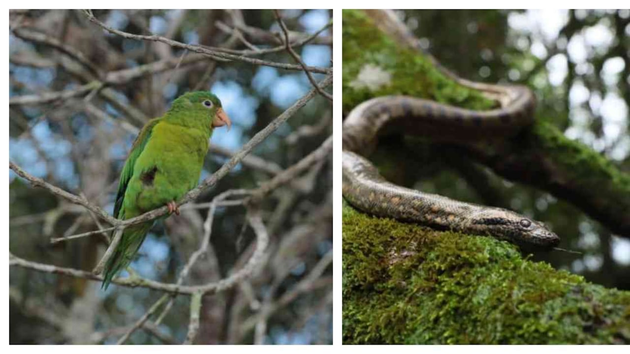 Ejemplares de diversas especies fueron liberados en el Meta. Foto: Secretaría Distrital de Ambiente.