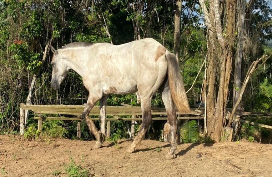 Debido a los desplazamientos permanentes que realizaba alias Otoniel ante el cerco que le realizaba los integrantes de la Fuerza Pública, el cabecilla tenía que ir abandonando las mulas y caballos en los que se movilizaba, elemento de información que permitió a los analistas de inteligencia establecer las rutinas de Dairo Úsuga