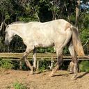 Debido a los desplazamientos permanentes que realizaba alias Otoniel ante el cerco que le realizaba los integrantes de la Fuerza Pública, el cabecilla tenía que ir abandonando las mulas y caballos en los que se movilizaba, elemento de información que permitió a los analistas de inteligencia establecer las rutinas de Dairo Úsuga