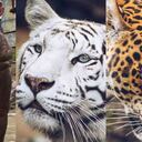 El zoológico de Santa Cruz pide aportes económicos y donaciones para brindarle alimentos a sus animales durante la cuarentena. Fotos: Z. Santa Cruz.