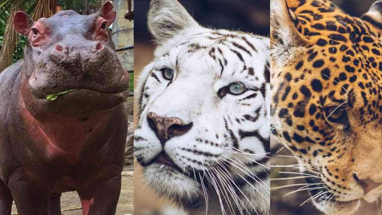 El zoológico de Santa Cruz pide aportes económicos y donaciones para brindarle alimentos a sus animales durante la cuarentena. Fotos: Z. Santa Cruz.