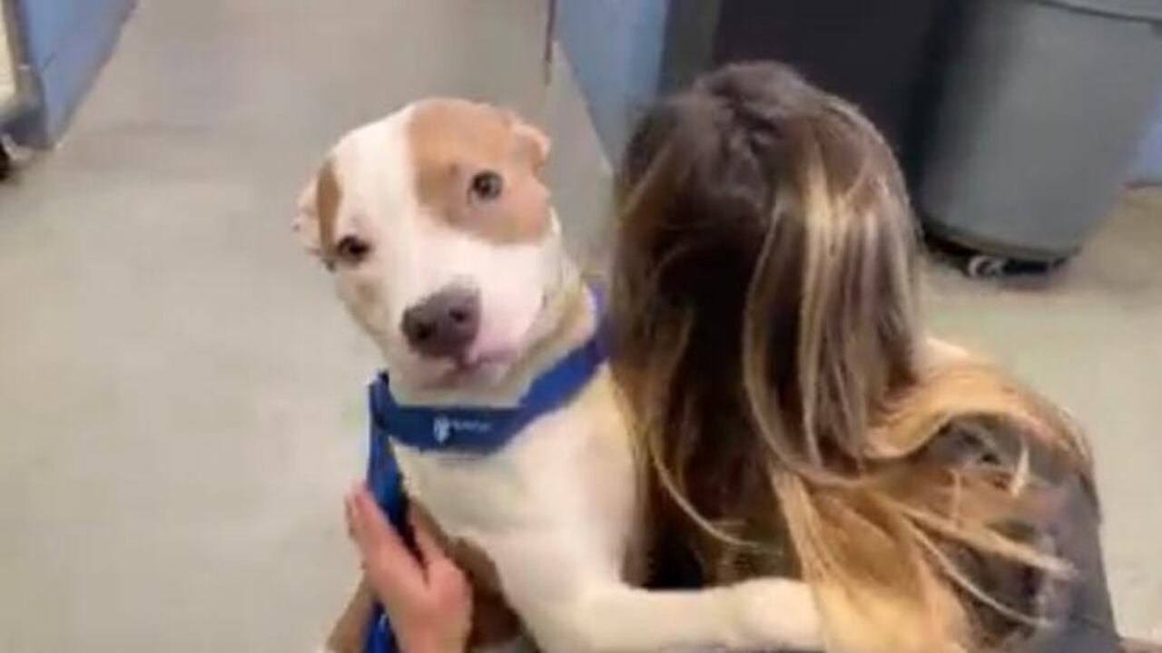 El ambiente era helado cuando se encontró a la perrita.