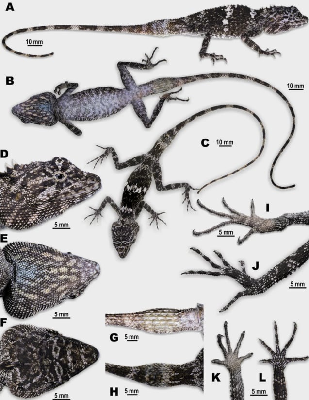 Su coloración y anatomía revelan una evolución única en los paisajes kársticos.
