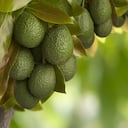 Exportaciones de aguacate hass de Colombia a Europa