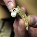 Hace cerca de 130.000 años, un neandertal en lo que hoy es Croacia cortó la garra de un águila posiblemente para hacer joyas.