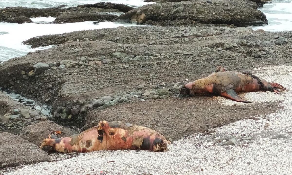 Gobierno de Antofagasta dispuso cierre de playas tras presencia de animales muertos por gripe aviar.