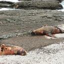 Gobierno de Antofagasta dispuso cierre de playas tras presencia de animales muertos por gripe aviar.