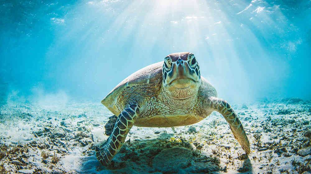 Los visitantes más viejos del Magdalena