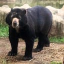 Chucho, el oso de anteojos del Zoológico de Barranquilla, falleció. Su deceso fue por culpa de un cáncer agresivo. / Foto: Zoológico de Barranquilla.