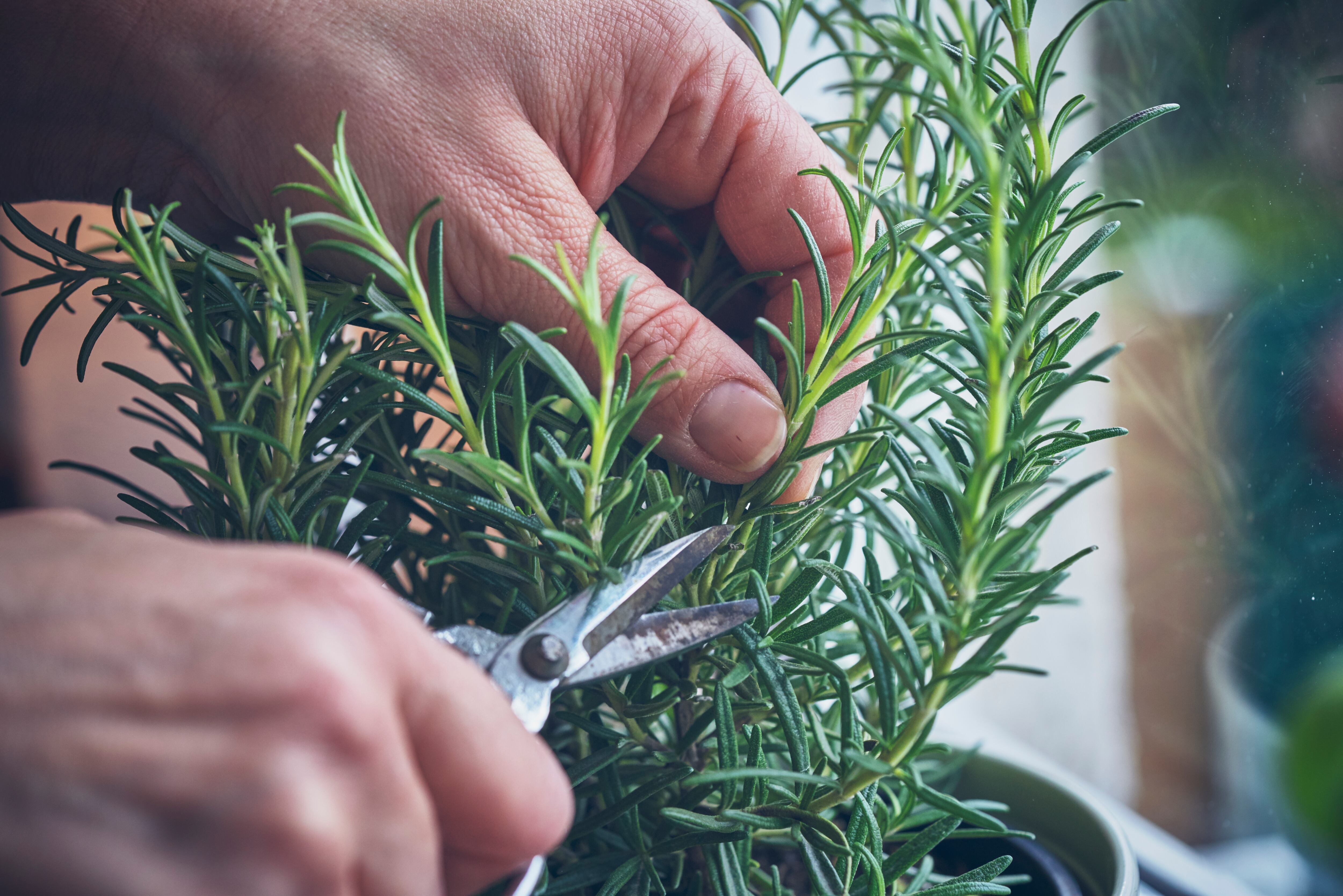 La planta aromática que ayuda a mejorar la circulación.