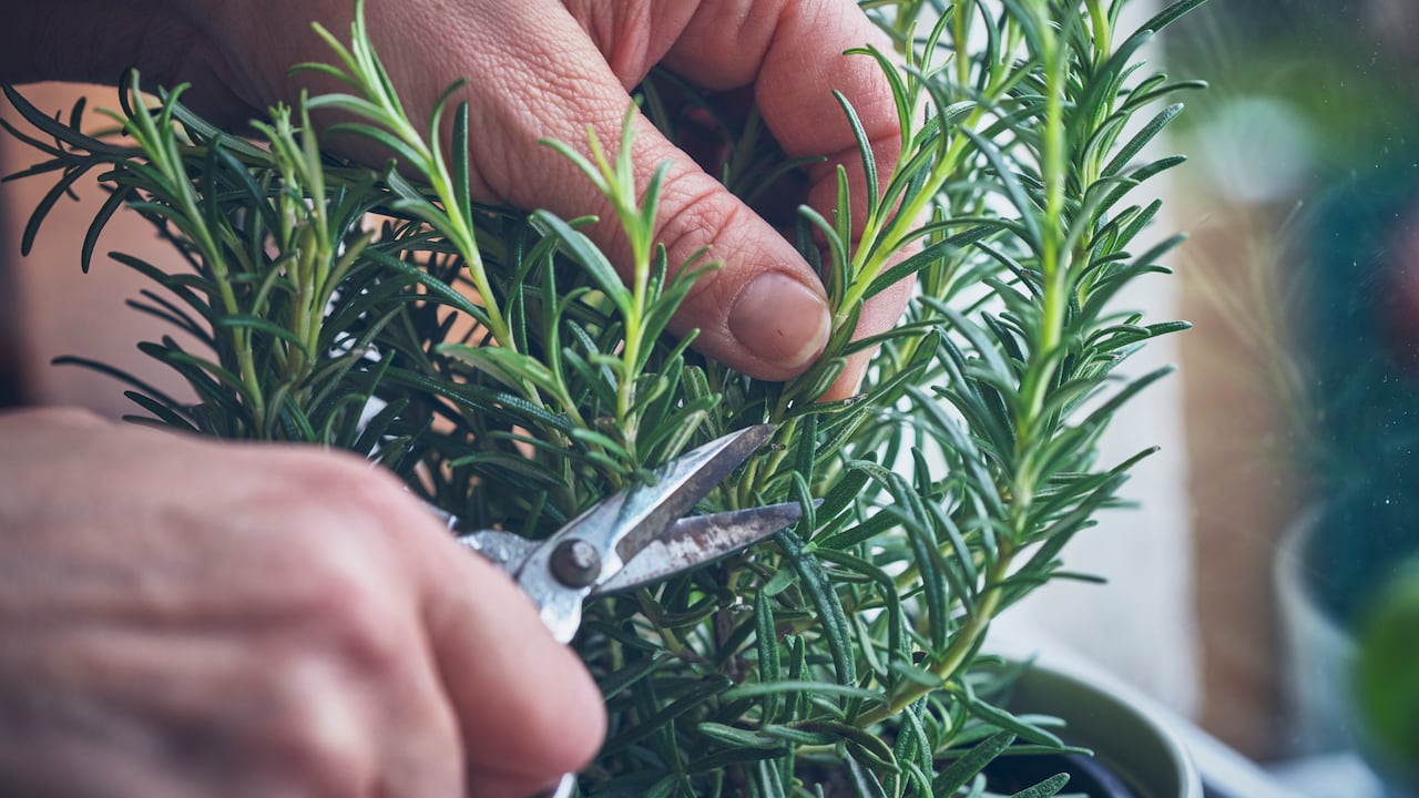 La planta aromática que ayuda a mejorar la circulación.