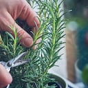 La planta aromática que ayuda a mejorar la circulación.