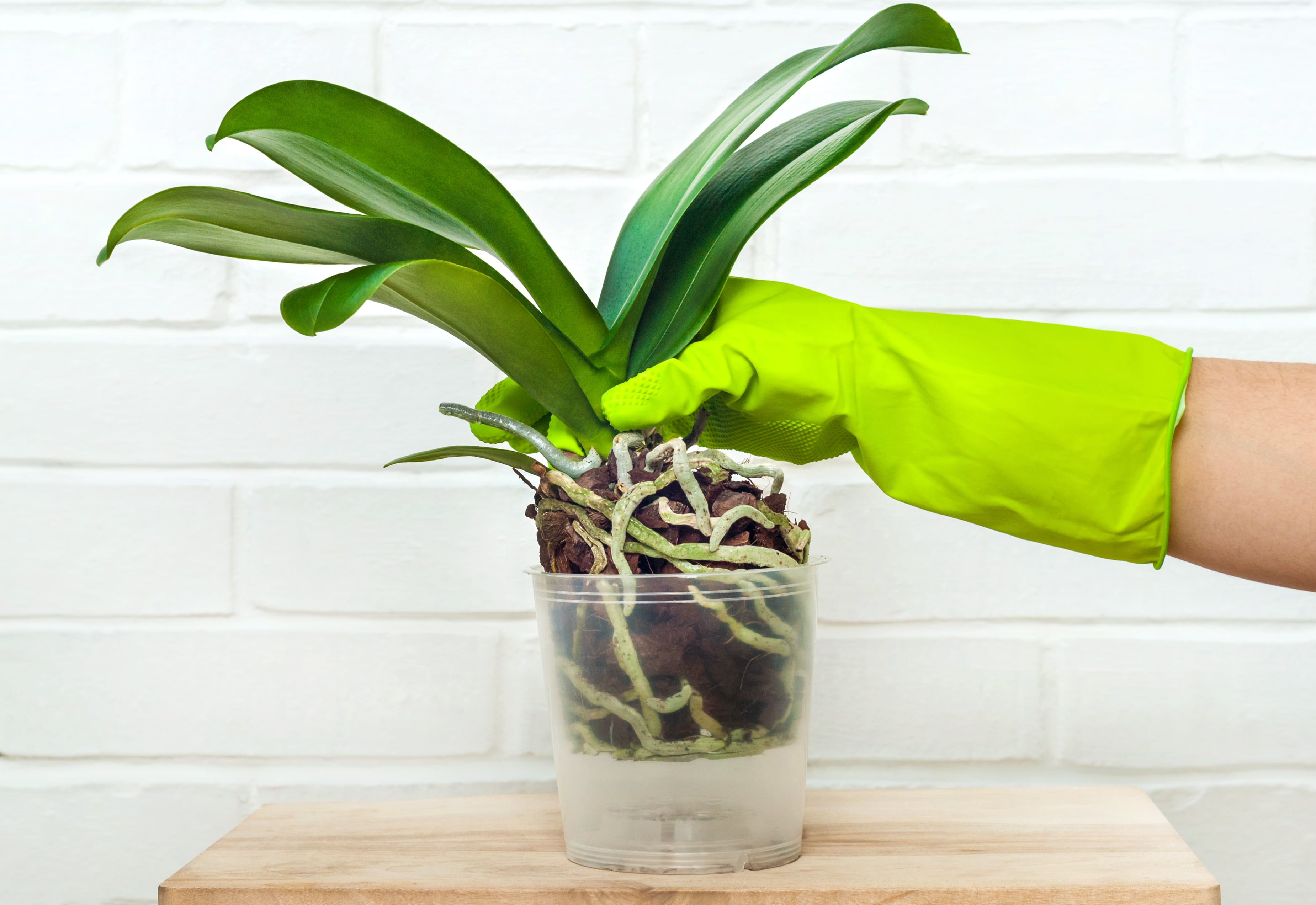 Cortar las raíces sanas de una orquídea puede provocar heridas y facilitar infecciones.