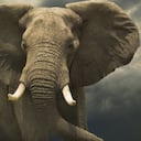 Investigador colombiano murió aplastado por elefante en Uganda