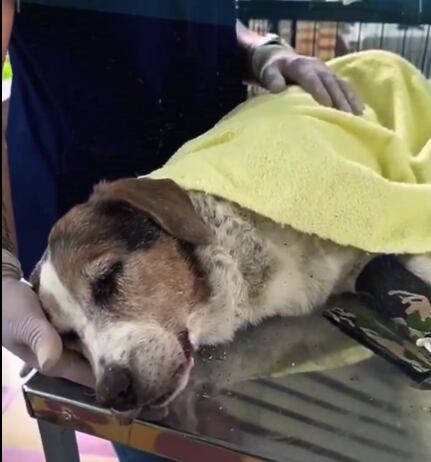 Esperanza fue encontrada por trabajadores de un sector de Itagüí que lograron desenterrarla.