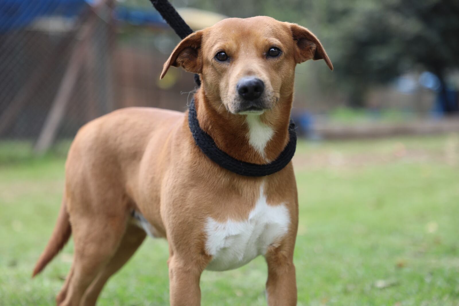 Hay que cuidar a las mascotas en esta temporada.