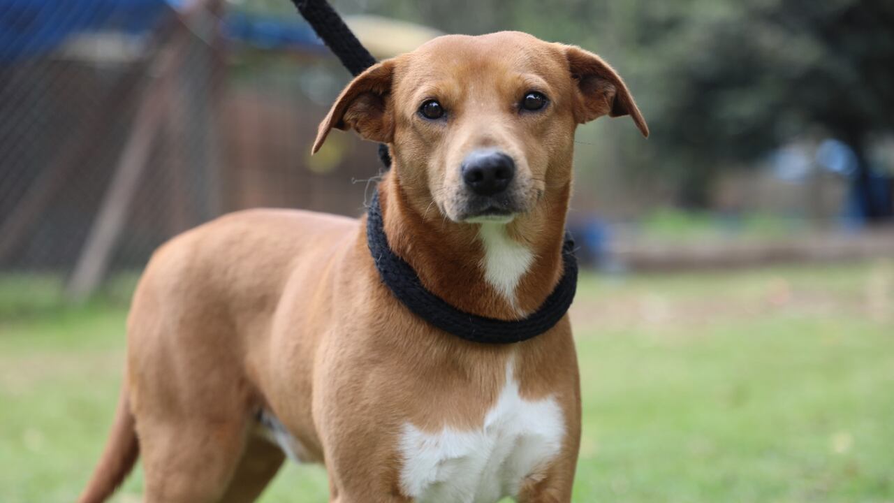 Para la ley, hoy las mascotas se pueden embargar