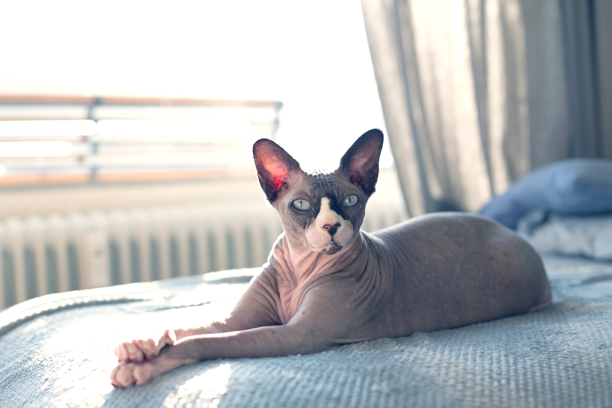 ¿Qué gatos soportan menos el calor?